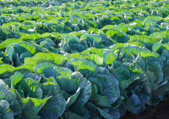 Cultivamos conocimiento para una agricultura sostenible