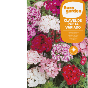 Clavel del poeta variado