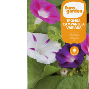 Ipomea Campanilla variada