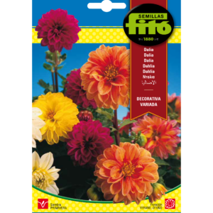 Dalia decorativa variada